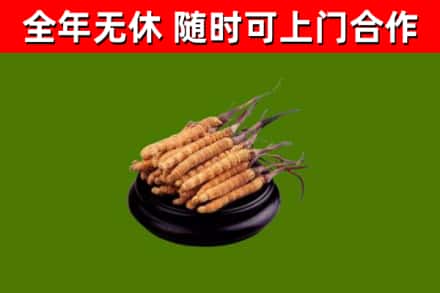 城东回收散虫草