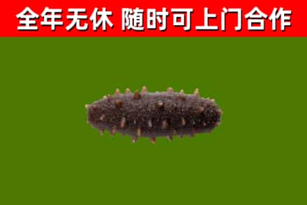 城东回收海参干